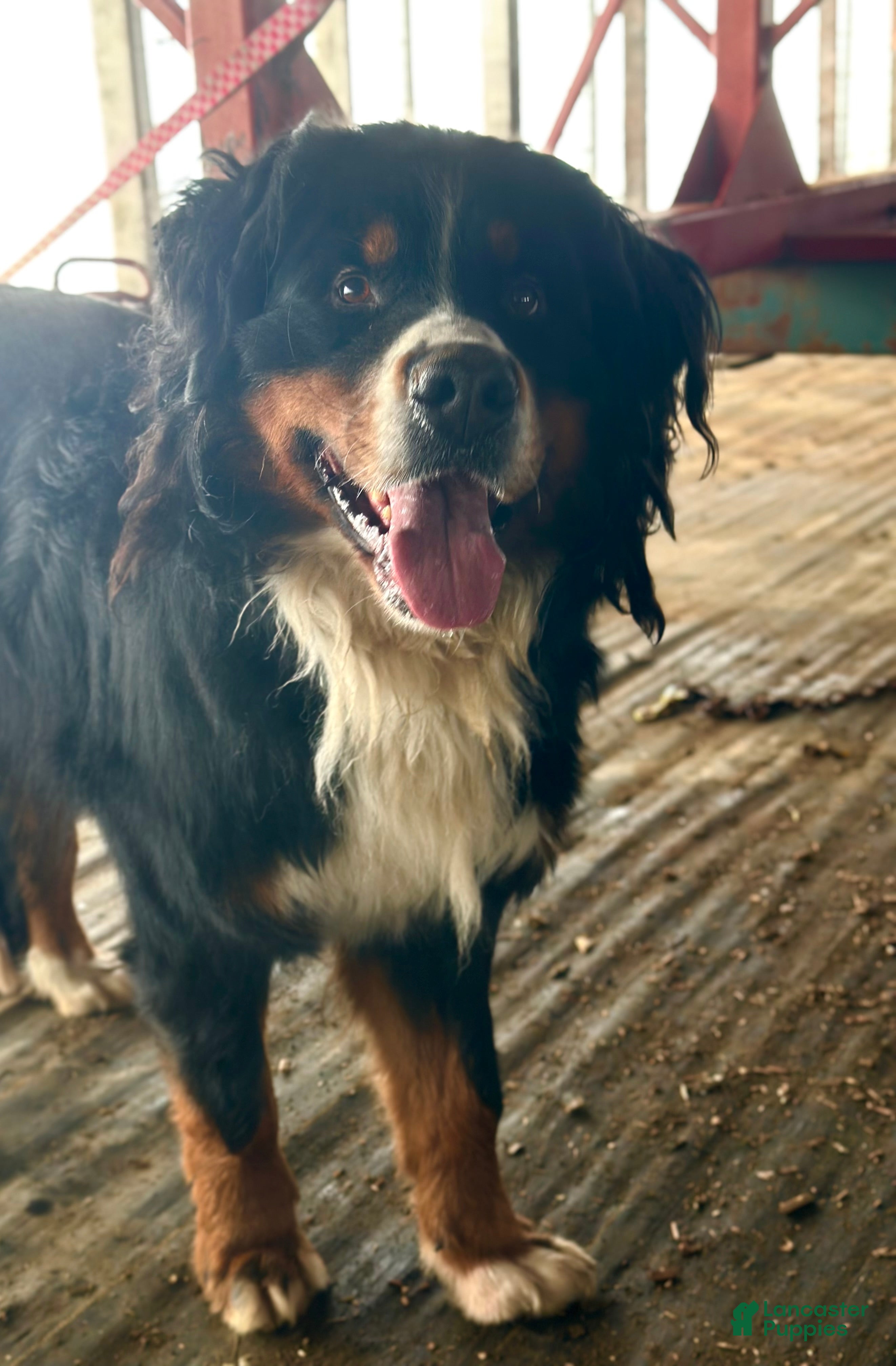 Bernese Mountain Dog dogs Berner bunch - Ad 2