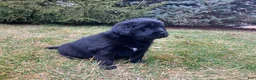 Newfoundland dogs for sale: Lila  - Ad 1