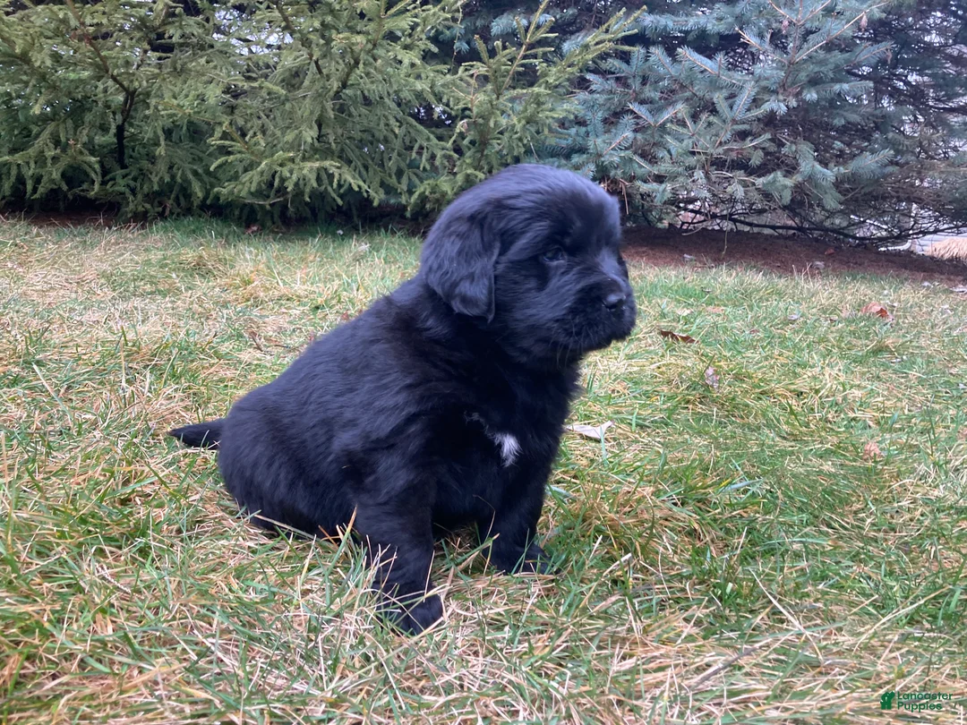 Newfoundland dogs for sale: Lila  - Ad 1
