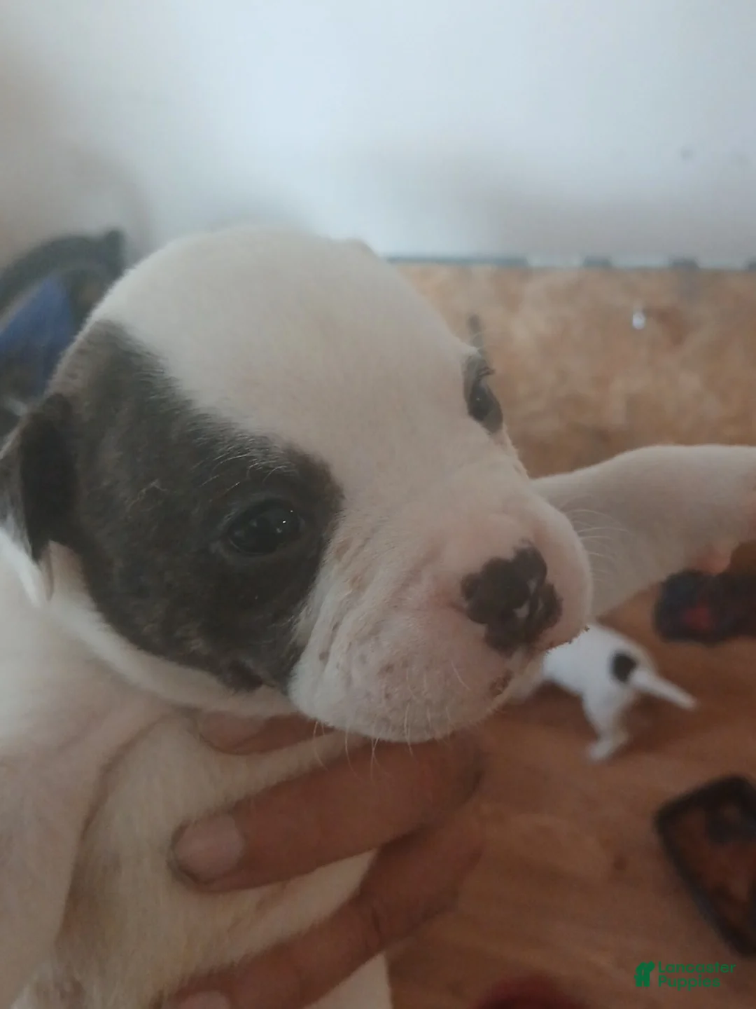 American Bulldog dogs for sale: Winky - Ad 2