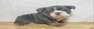 Duke