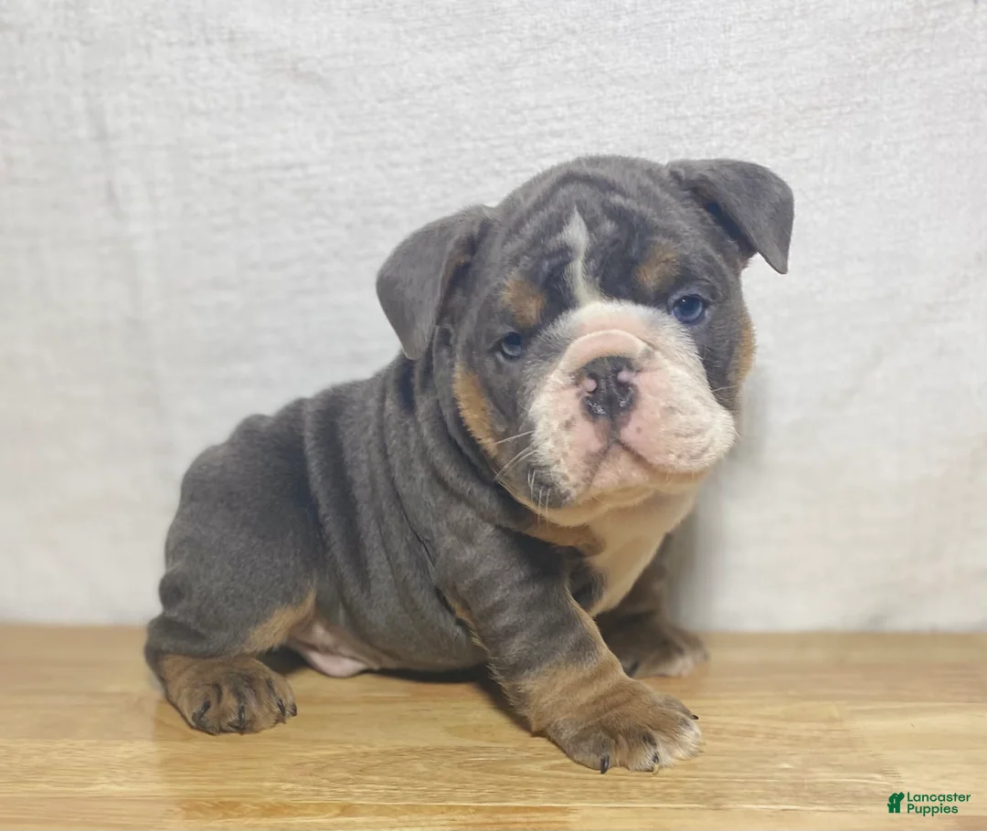 English Bulldog dogs for sale: Duke - Ad 1