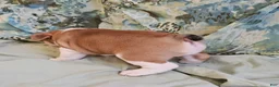 Mixed Breed dogs for sale: Gold Star Boy - Ad 5