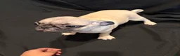 Pug dogs for sale: Jacinto - Ad 4