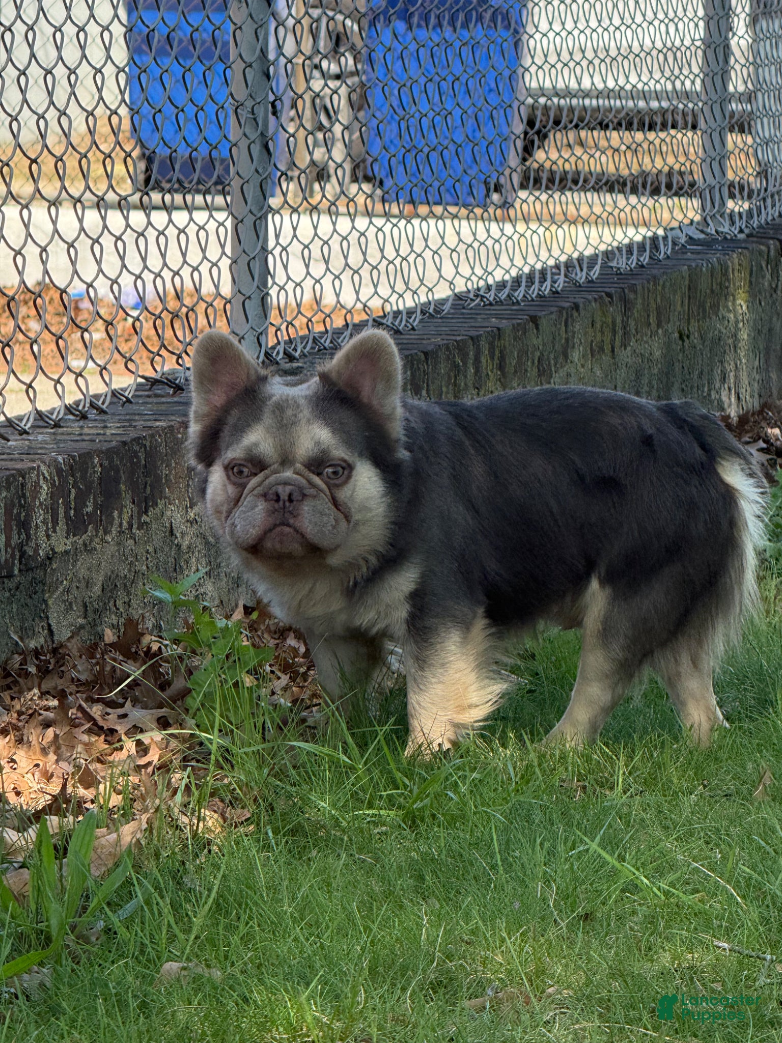 French Bulldog dogs NYC exotic frenchies - Ad 9