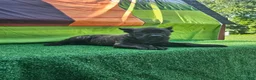 Cane Corso dogs for sale: SKY - Ad 4