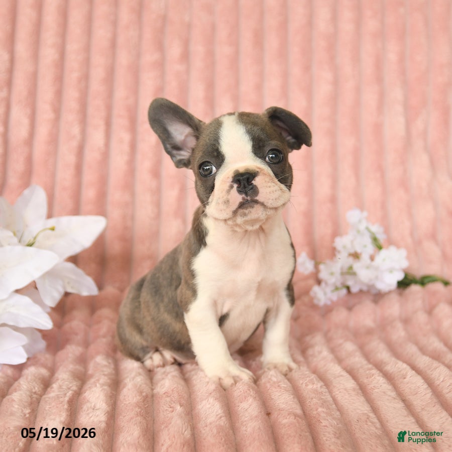 Frenchton dogs Skylar - Ad 1