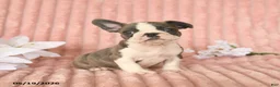 Frenchton dogs for sale: Skylar - Ad 1