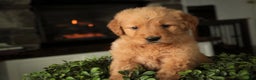 Golden Retriever dogs for sale: Sarge - AKC  - Ad 3