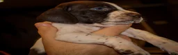 German Shorthaired Pointer dogs for sale: Rhett - Ad 3