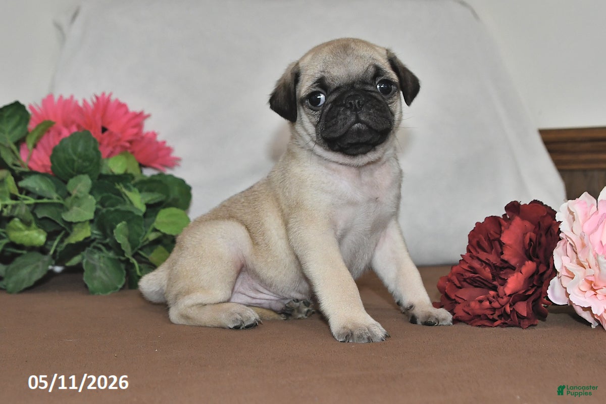 Pug dogs Shadow - Ad 1