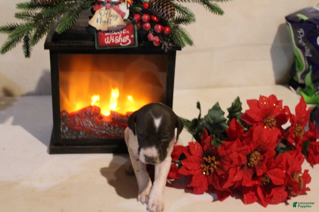 German Shorthaired Pointer dogs for sale: Reba - Ad 2