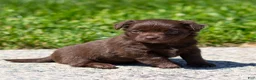 Chihuahua dogs for sale: Jolene Chihuahua Puppy  - Ad 12