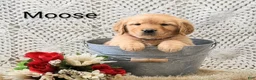 Golden Retriever dogs for sale: Moose - Ad 4