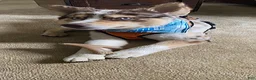 Mixed Breed dogs for sale: Muddypaws - Ad 3