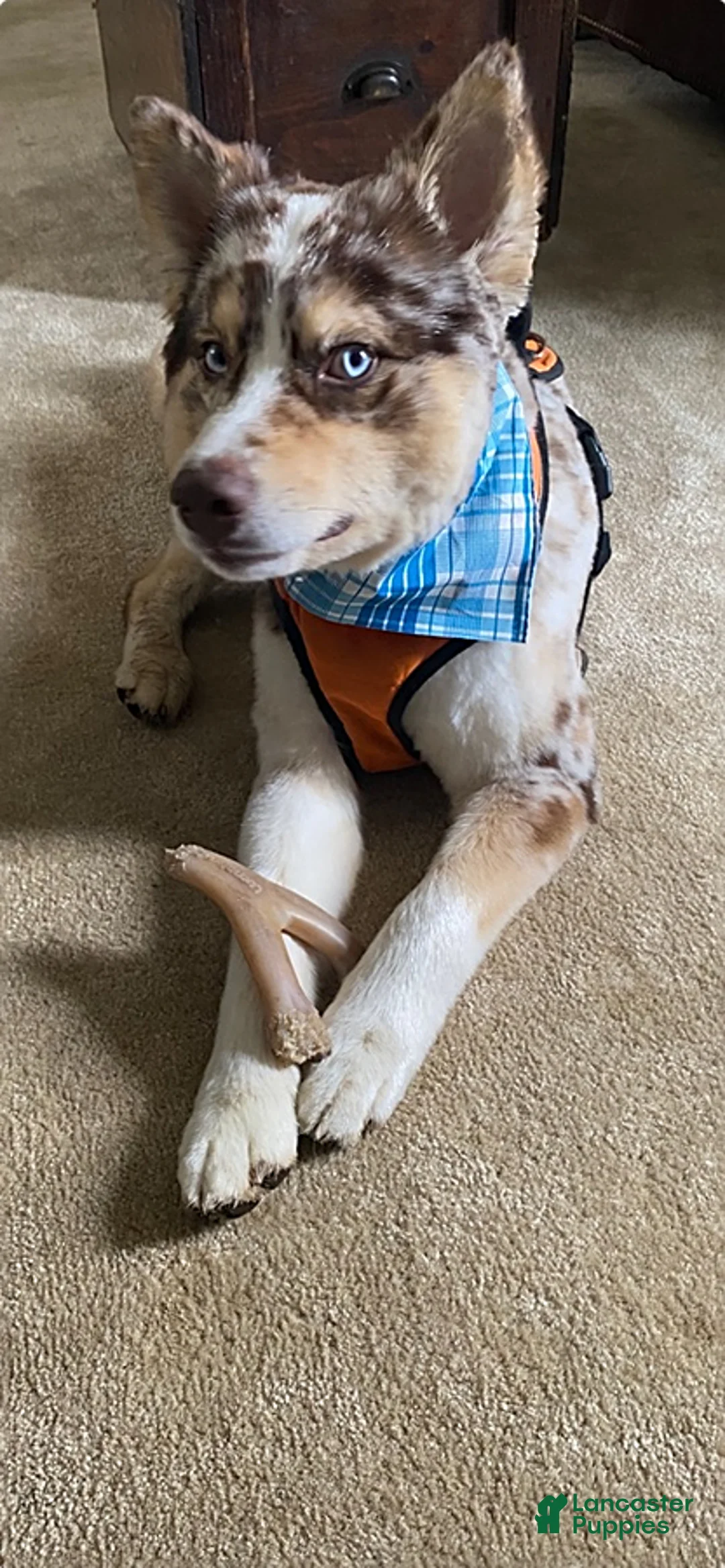 Mixed Breed dogs for sale: Muddypaws - Ad 3
