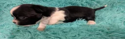 Chihuahua dogs for sale: LC Apple Head Panda  - Ad 3