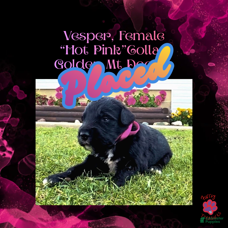 Mixed Breed dogs Vesper  - Ad 7