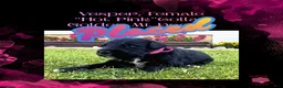 Mixed Breed dogs for sale: Vesper  - Ad 1