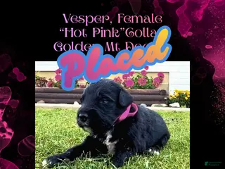 Mixed Breed dogs Vesper - Ad 7