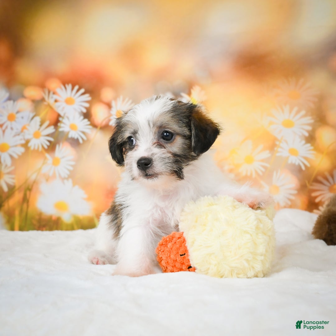 Yorkiepoo dogs for sale: Odal - Ad 9