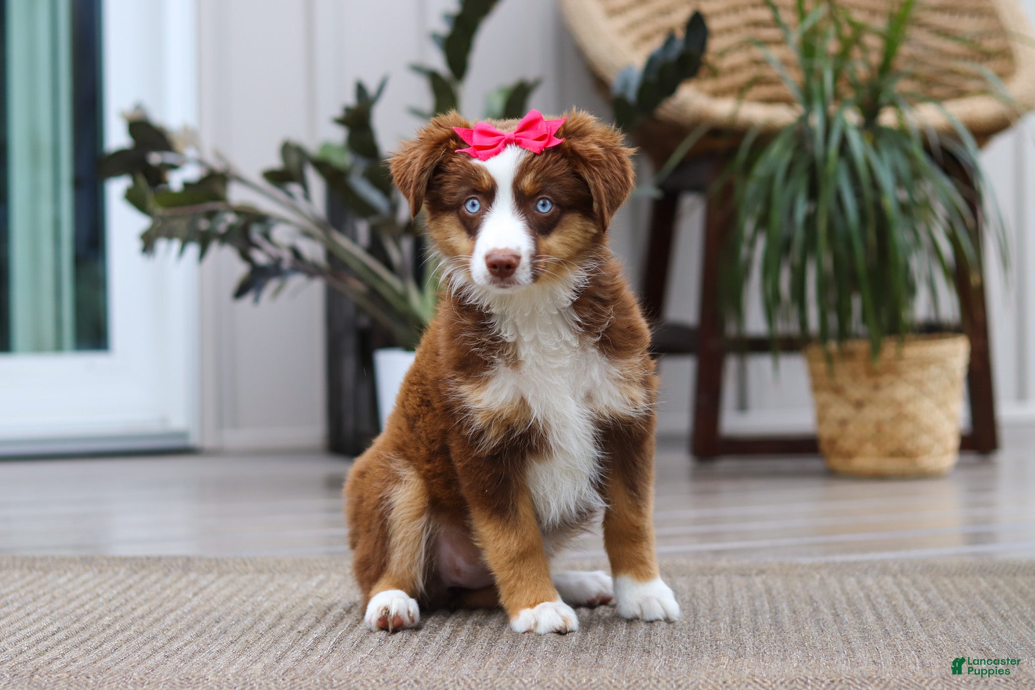 Australian Shepherd dogs Eden - Ad 2