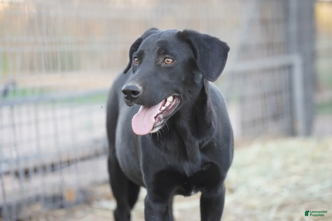 Mixed Breed dogs for sale: Jet Tiscar Farm Dog - Ad 48