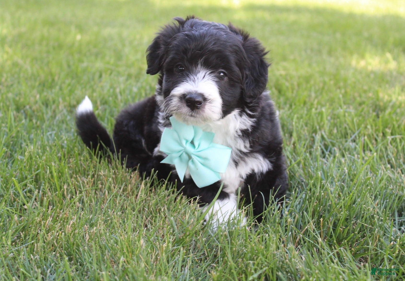 Mini Aussiedoodle dogs for sale: Jett 💎 - Ad 3