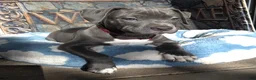 American Bully dogs for sale: "DMX" LAST ONE - Ad 1