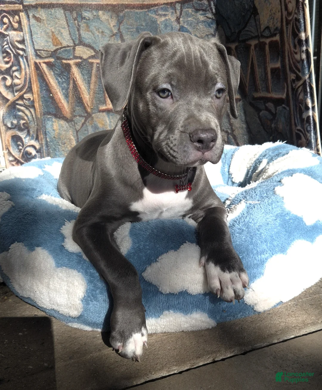American Bully dogs for sale: "DMX" LAST ONE - Ad 1