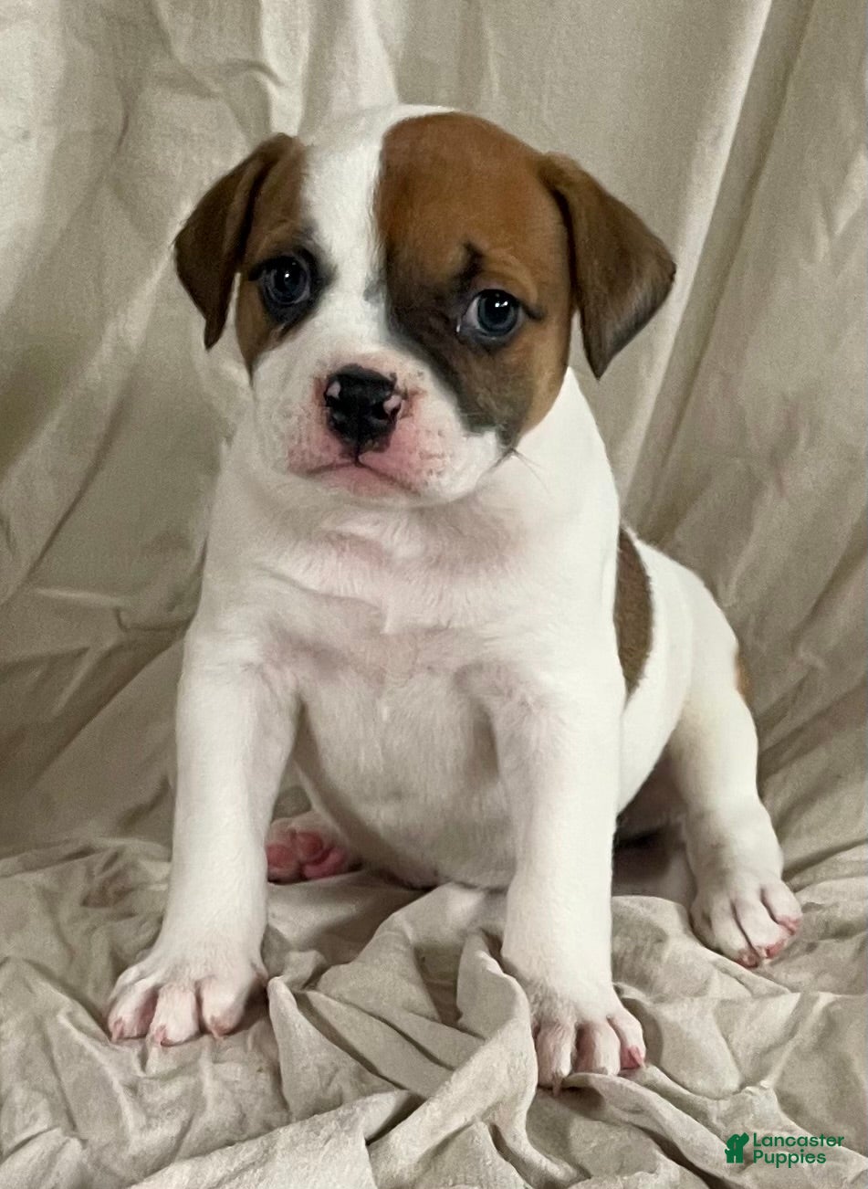 American Bulldog dogs Hazel Blue eyed Barbie  - Ad 1