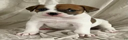 American Bulldog dogs for sale: Hazel Blue eyed Barbie  - Ad 1