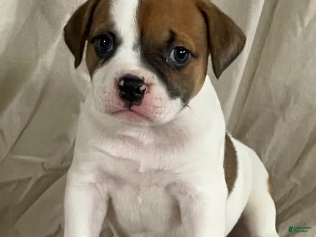 American Bulldog dogs for sale: Hazel Blue eyed Barbie - Ad 1