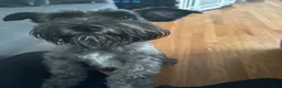 Miniature Schnauzer dogs for sale: Miniature Schnauzer 4 - Ad 2