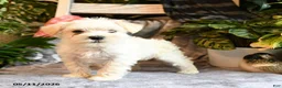 Miniature Schnauzer dogs for sale: Millie - Ad 4
