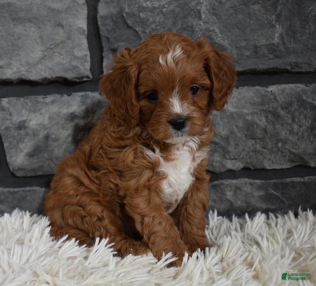 Cavapoo dogs for sale: Peanut  - Ad 7