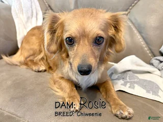 Rosie