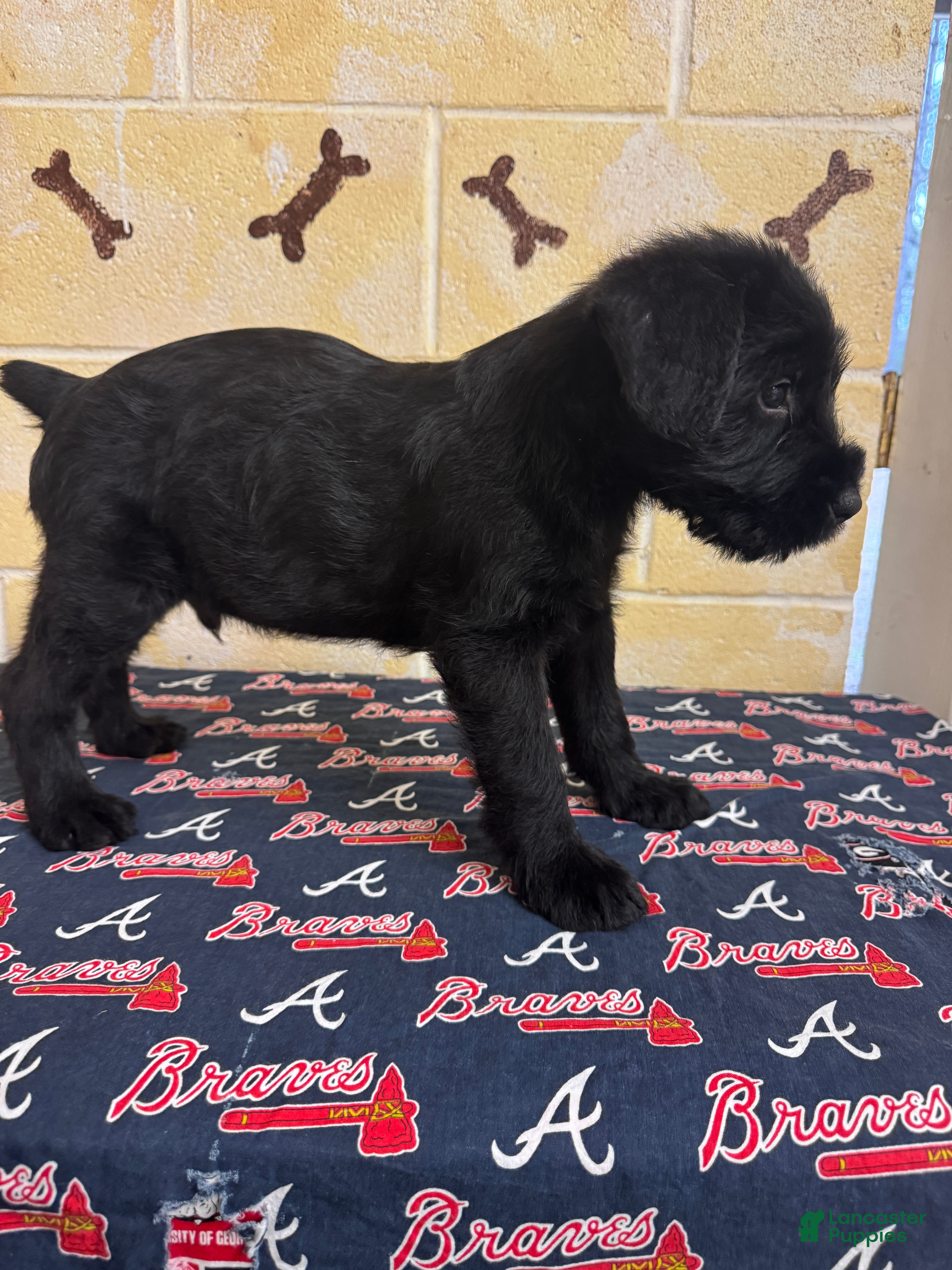 Giant Schnauzer dogs Chipper - Ad 5