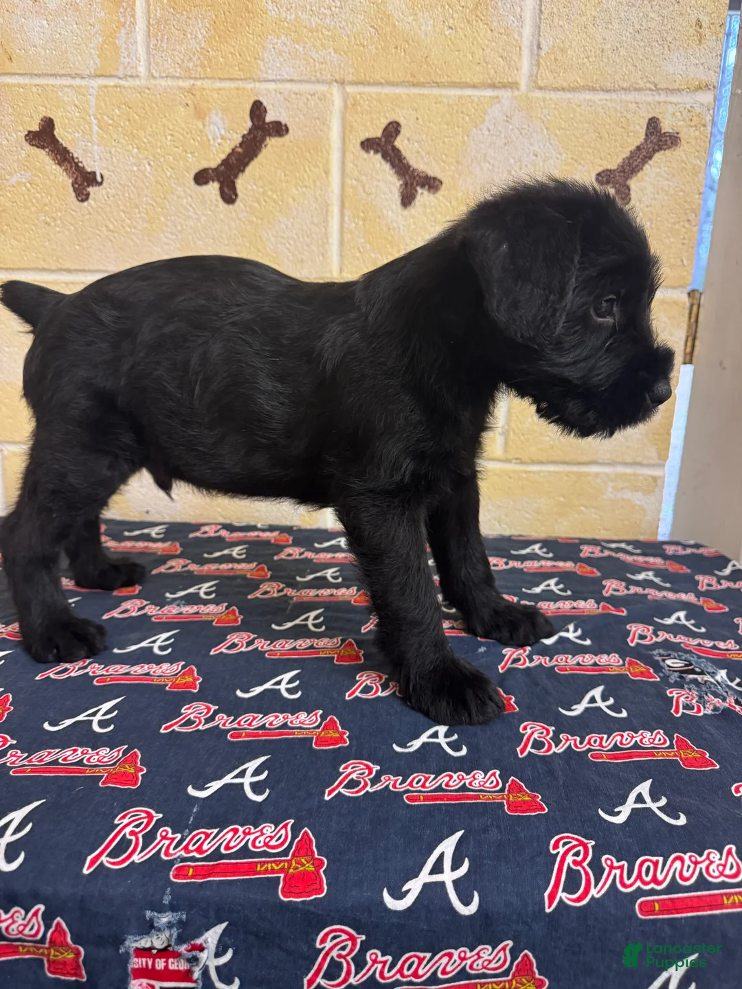Giant Schnauzer dogs for sale: Chipper - Ad 1