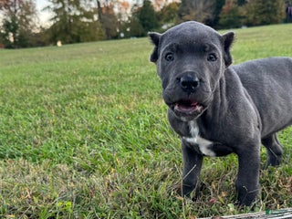 Cane Corso dogs - Ad 1