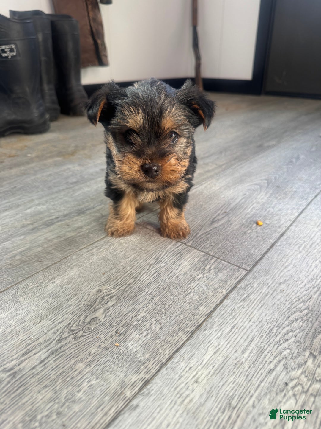 Yorkshire Terrier dogs for sale: Chance - Ad 4