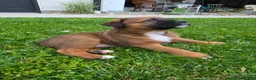Mixed Breed dogs for sale: Duke - Ad 8