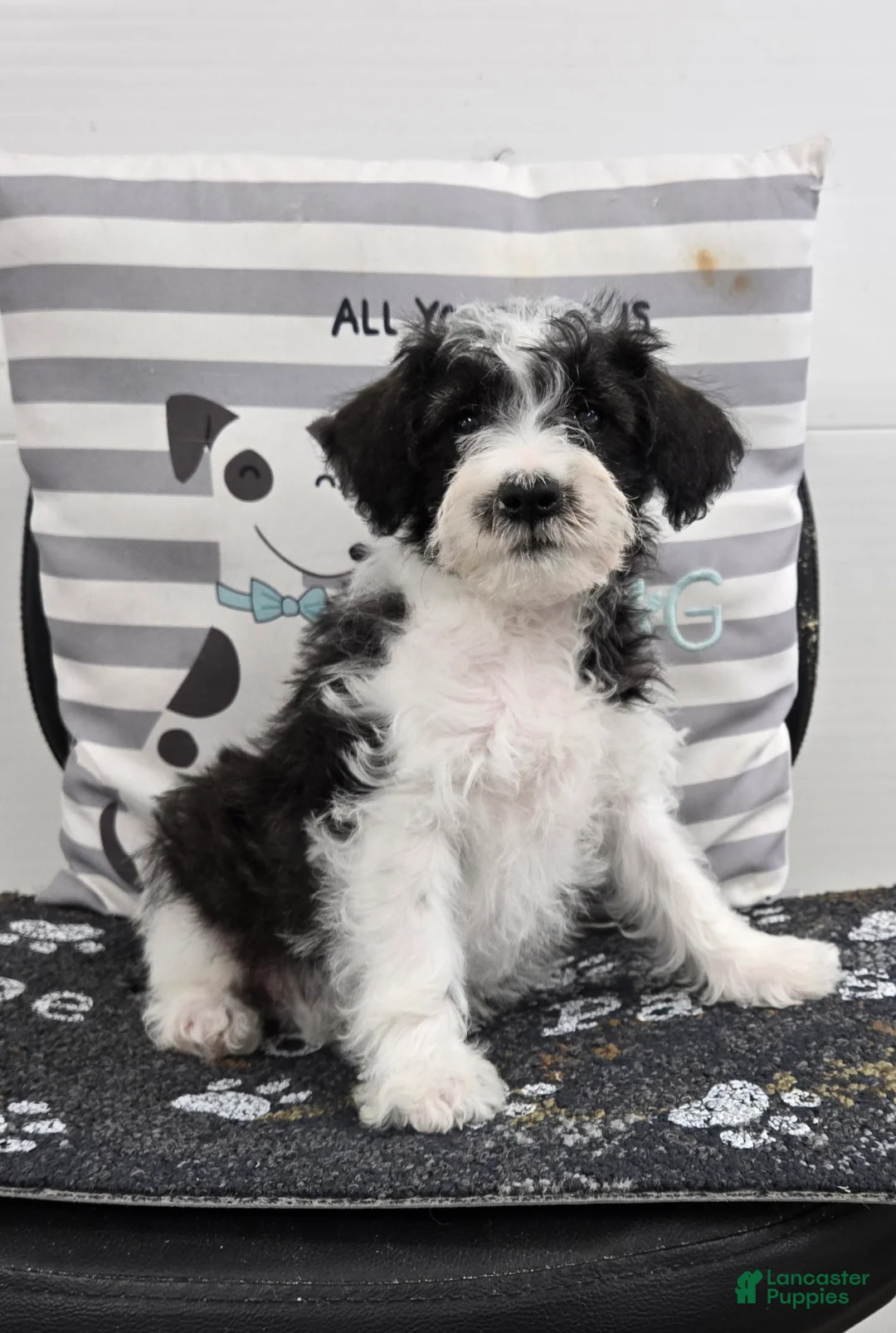 Schnoodle dogs for sale: Dusty - Ad 3