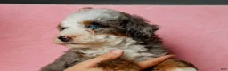 Mini Bernedoodle dogs for sale: Sonya - Ad 3