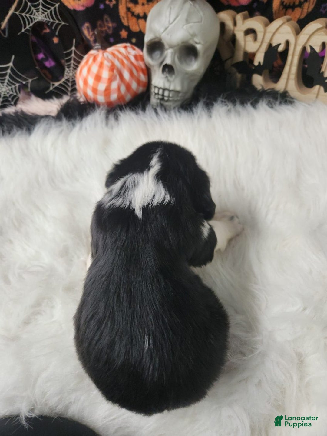 English Springer Spaniel dogs for sale: Christopher  - Ad 2