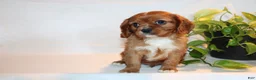 Cavalier King Charles Spaniel dogs for sale: Robo - Ad 3