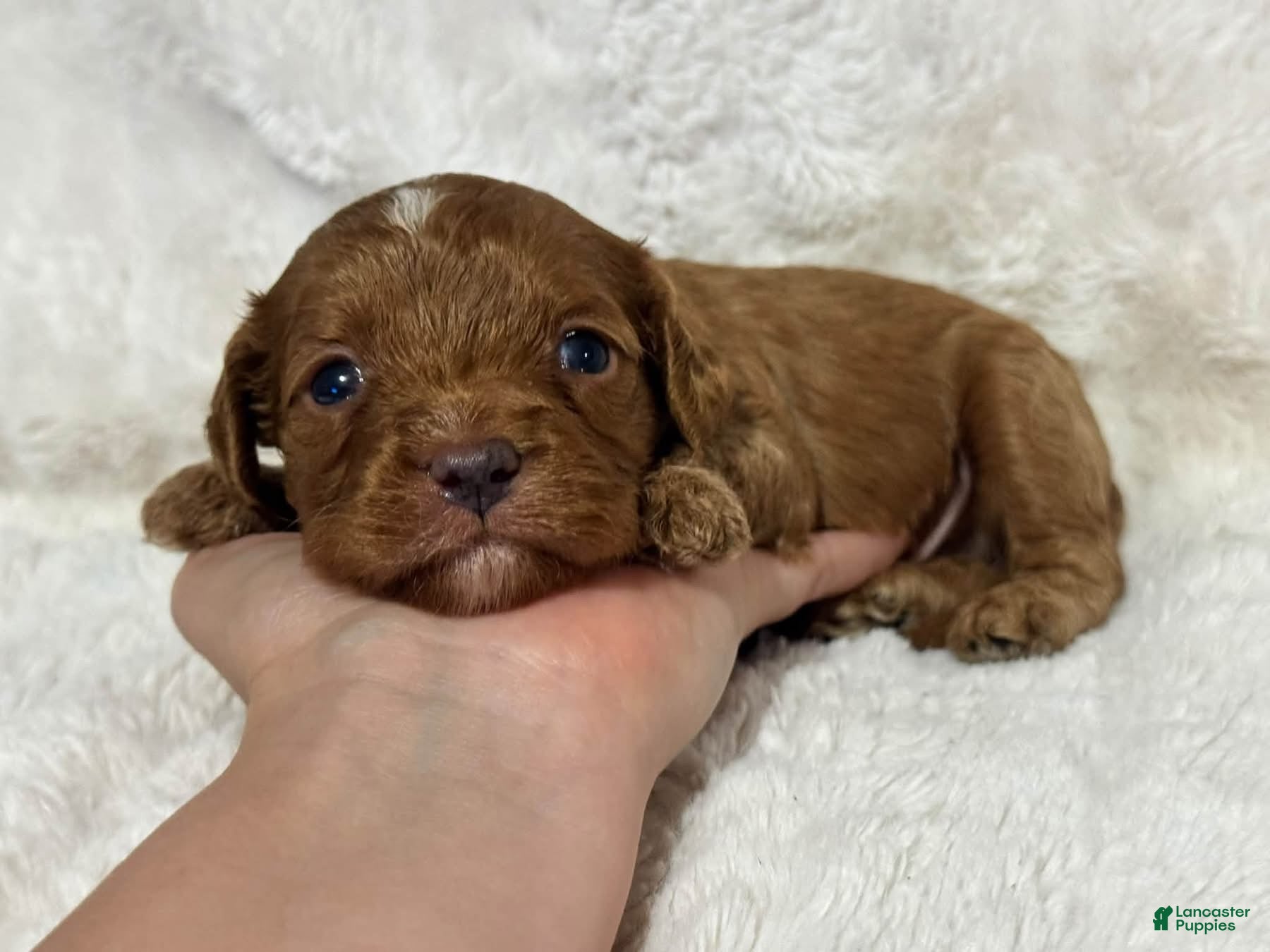 Cavapoo dogs for sale: Damian Cole - Ad 30