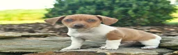 Mixed Breed dogs for sale: Chipmunk - Ad 1