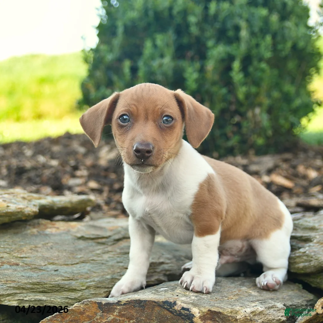 Mixed Breed dogs for sale: Chipmunk - Ad 1