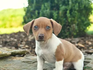 Mixed Breed dogs for sale: Chipmunk - Ad 1